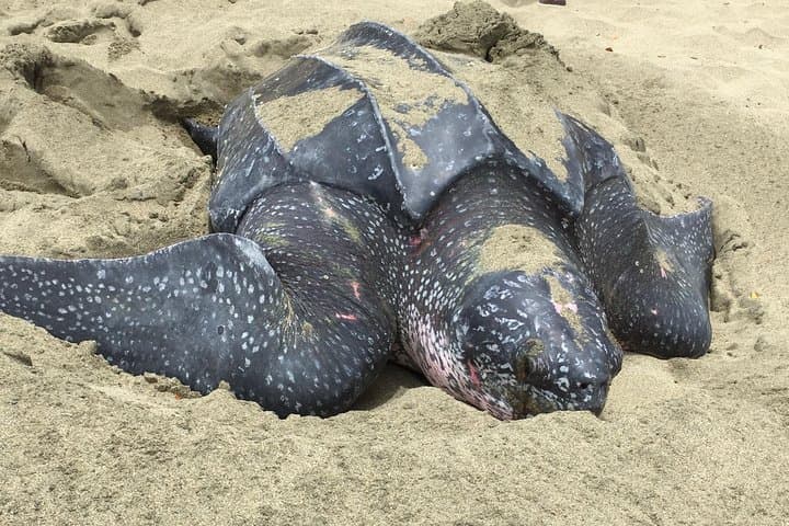 German-Speaking Tobago Island Tour: Forts, Beaches & Local Lunch photo 2