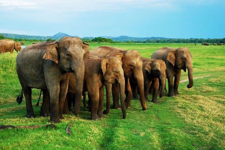 Minneriya Elephant Safari and Sigiriya Lion Rock Day Trip from Colombo photo 3
