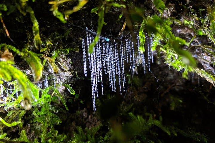 Rotorua Glow-worm Night Walk: Nocturnal Native Bush & Stargazing Tour photo 3