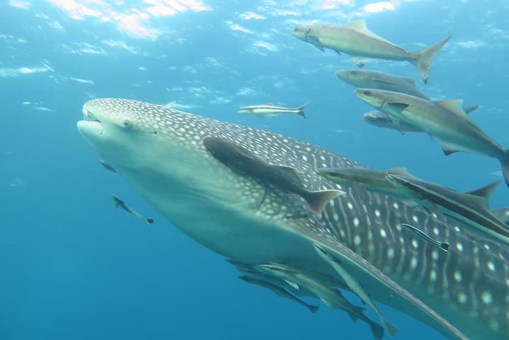 2-Day PADI Advanced Open Water Course on Koh Tao — Deep, Night & Navigation Dives photo 2