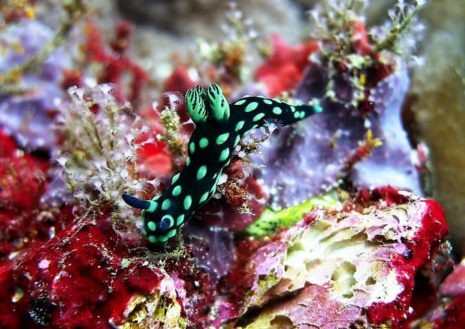 Padang Bai Scuba Diving: East Bali Boat Dives for Certified Divers photo 3