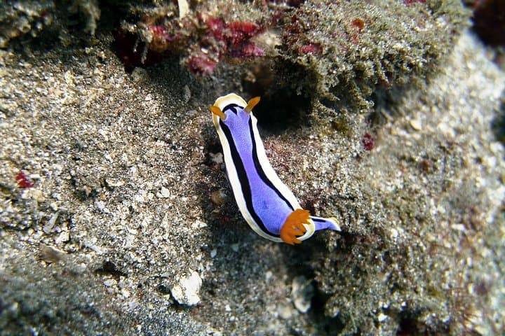 Padang Bai Scuba Diving: East Bali Boat Dives for Certified Divers photo 5