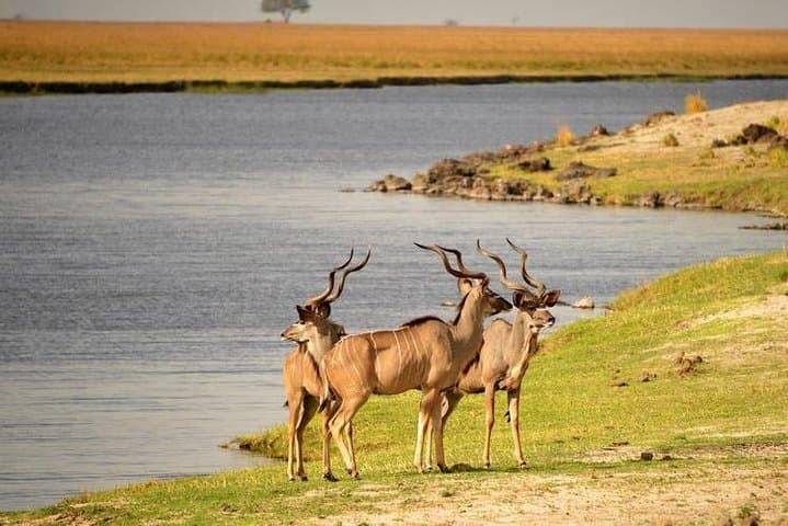 Chobe Day Trip from Victoria Falls — River Cruise & Big Game Drive