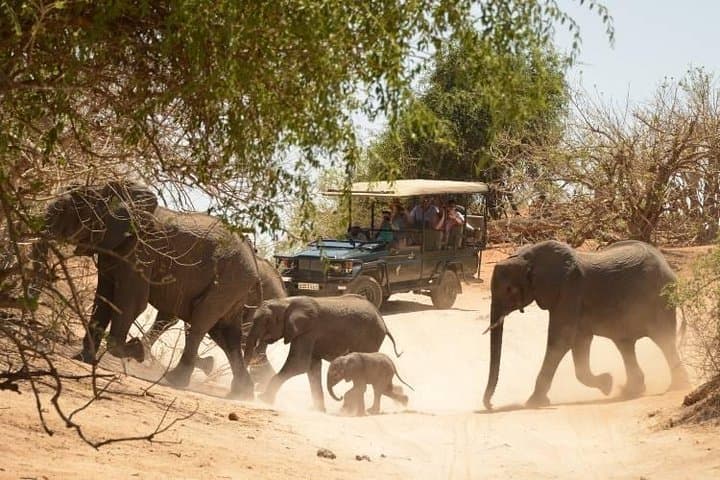 Chobe Day Trip from Victoria Falls — River Cruise & Big Game Drive photo 2