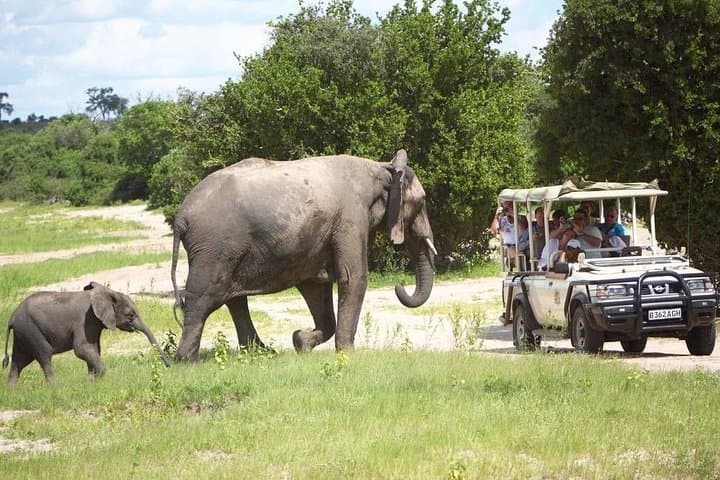 Chobe Day Trip from Victoria Falls — River Cruise & Big Game Drive photo 4