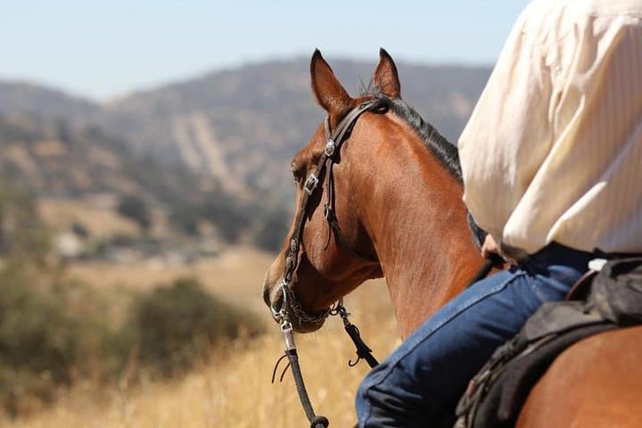 Horseback Riding Agadir: Dunes, Eucalyptus & Oued Souss Wildlife Ride photo 5