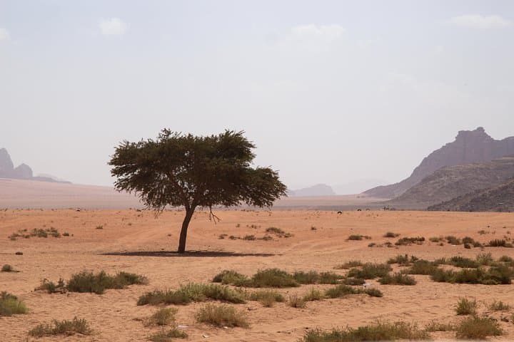 Wadi Rum 4-Hour Highlights Tour: Red Dunes, Canyons & Lawrence Spring photo 4