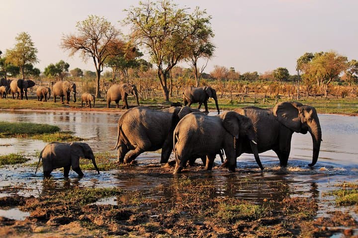 Moremi Hippo Mobile Tented Safari: 5-Day Semi-Luxury Okavango Wildlife Experience photo 3