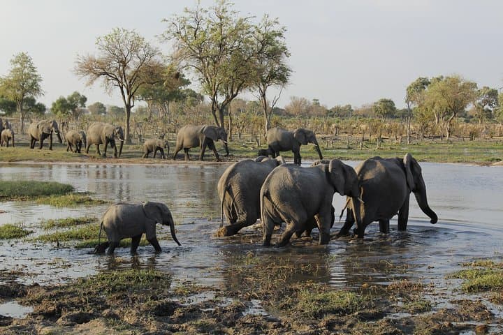 Moremi Hippo Mobile Tented Safari: 5-Day Semi-Luxury Okavango Wildlife Experience photo 4