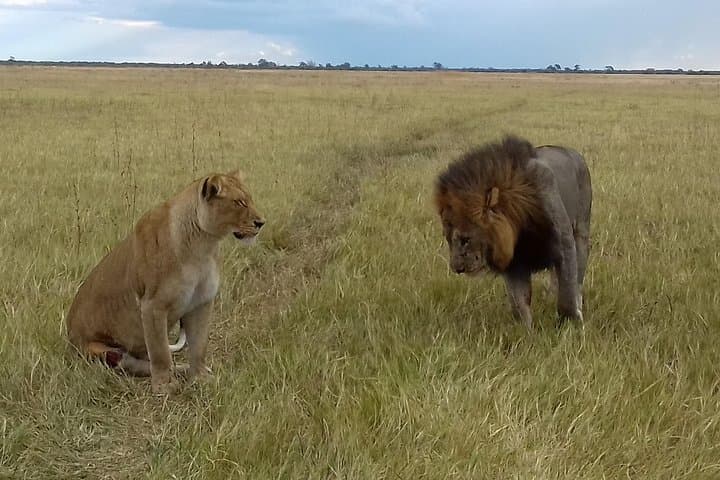 Moremi Hippo Mobile Tented Safari: 5-Day Semi-Luxury Okavango Wildlife Experience photo 5