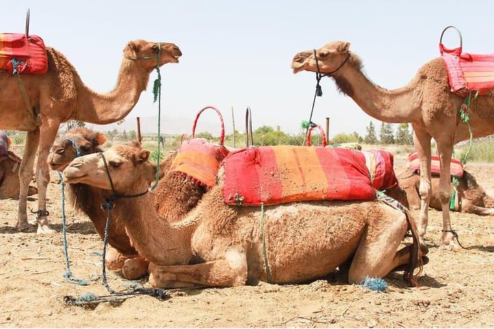 Berber Villages, Camel Ride & Waterfall: Atlas Mountains Day Trip from Marrakech photo 3