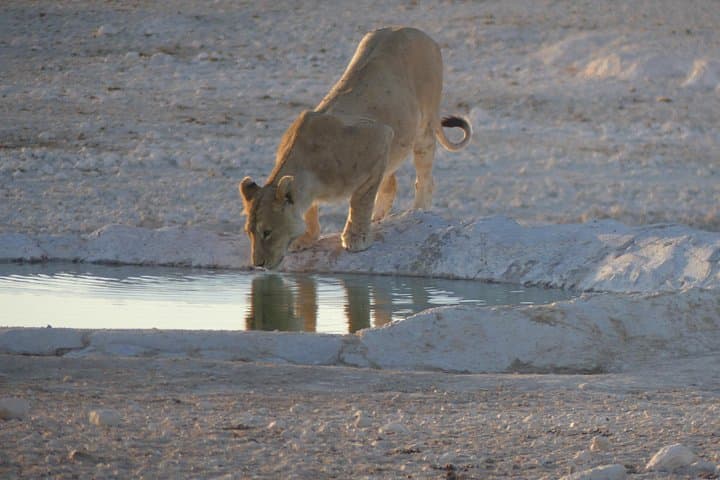 10-Day Namibia Adventure: Namib Desert, Naukluft, Damaraland & Etosha Safari