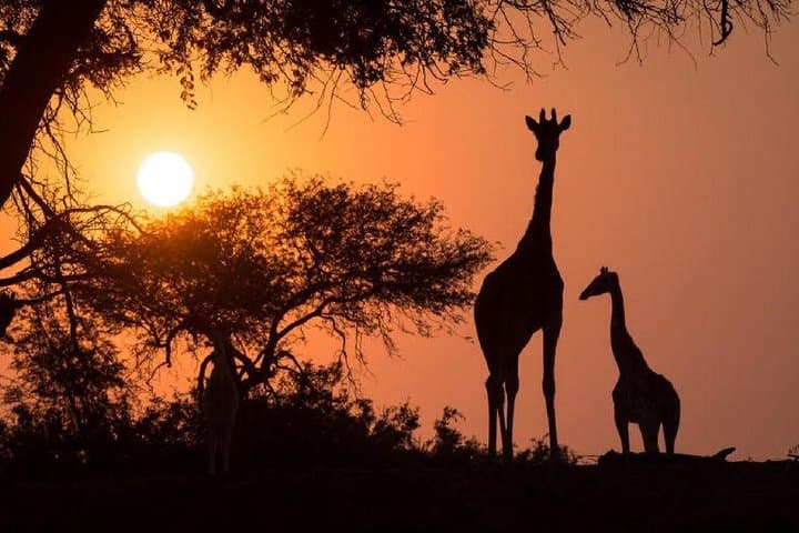 Twilight Open-Car Game Safari at Victoria Falls — Evening Wildlife Drives & Night Encounters