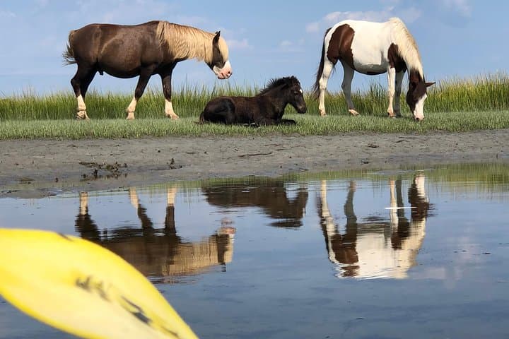 Assateague Guided Kayak Tour to See Ponies, Dolphins & Birds