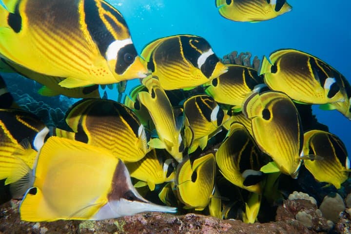 Maui Introductory Scuba Lesson from Lahaina: Shore Dive to Coral Reefs & Turtles photo 2