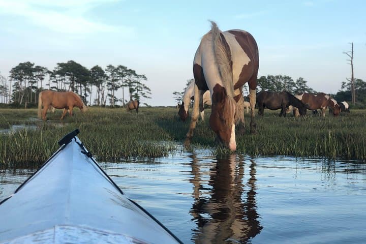 Assateague Guided Kayak Tour to See Ponies, Dolphins & Birds photo 2