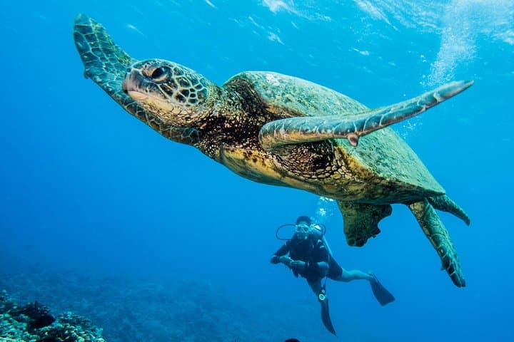Maui Introductory Scuba Lesson from Lahaina: Shore Dive to Coral Reefs & Turtles photo 4
