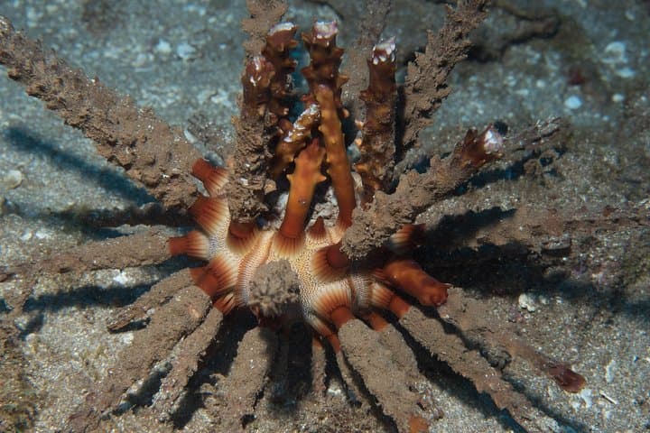 Maui Certified Shore Diving: Guided Shore Scuba from Lahaina photo 4