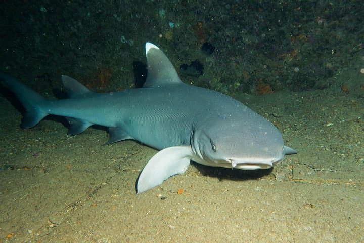 Maui Certified Shore Diving: Guided Shore Scuba from Lahaina photo 5
