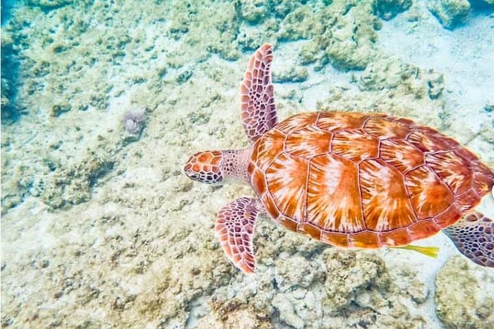 Private 5-Hour Luxury Catamaran Snorkel Tour — Tulum & Playa del Carmen