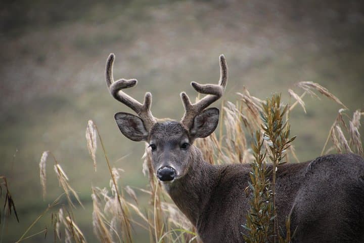 Chingaza Paramo Day Hike: High-Andean Wildlife & Lagoons from Bogotá photo 5