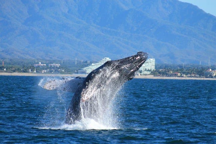 Banderas Bay Whale Watching: Humpbacks from Puerto Vallarta