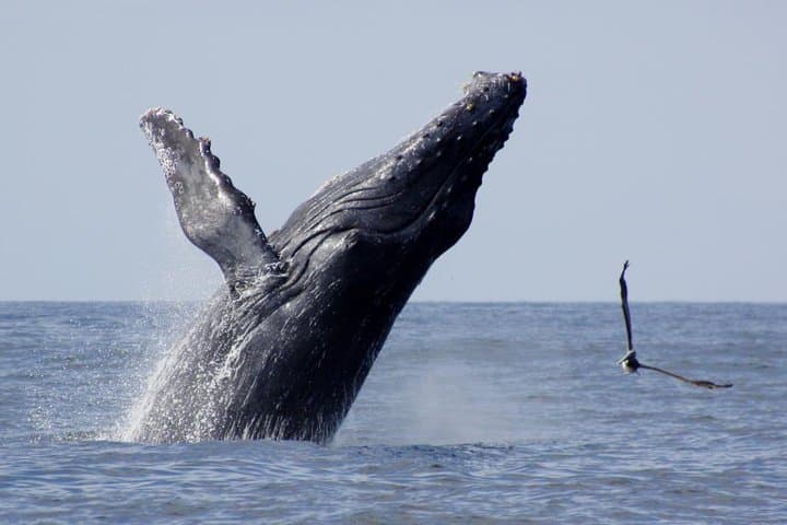 Banderas Bay Whale Watching: Humpbacks from Puerto Vallarta photo 3