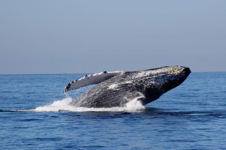 Banderas Bay Whale Watching: Humpbacks from Puerto Vallarta photo 4
