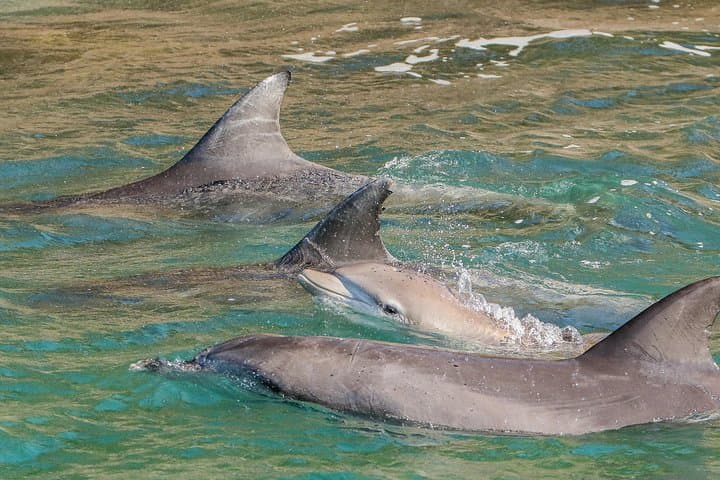 Sail with Port Stephens' Bottlenose Dolphins: 90-Minute Cruise Aboard 'Imagine' photo 5