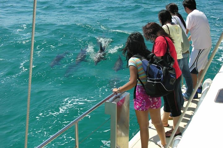 Sail with Port Stephens' Bottlenose Dolphins: 90-Minute Cruise Aboard 'Imagine'