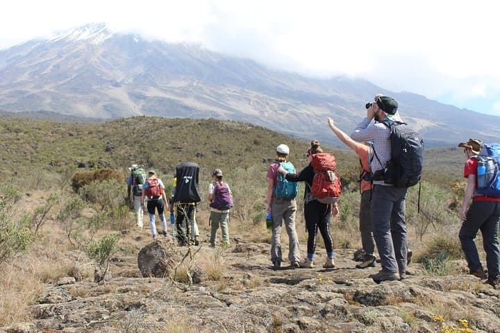 Lemosho Route Kilimanjaro: 7-Day Summit Trek from Forest to Uhuru Peak photo 3