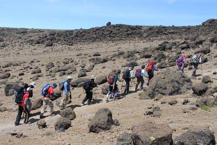 Lemosho Route Kilimanjaro: 7-Day Summit Trek from Forest to Uhuru Peak photo 4
