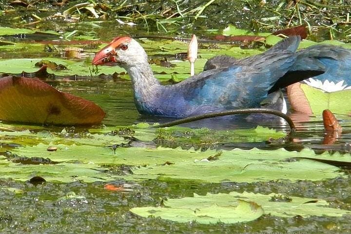 Bird Watching in Colombo Wetlands — Guided Urban Bird Walks in Attidiya photo 5