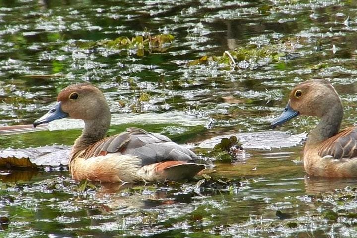 Bird Watching in Colombo Wetlands — Guided Urban Bird Walks in Attidiya