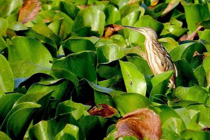 Bird Watching in Colombo Wetlands — Guided Urban Bird Walks in Attidiya photo 6