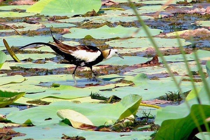 Bird Watching in Colombo Wetlands — Guided Urban Bird Walks in Attidiya photo 2