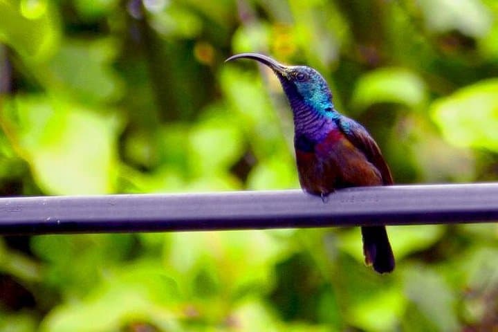 Bird Watching in Colombo Wetlands — Guided Urban Bird Walks in Attidiya photo 3