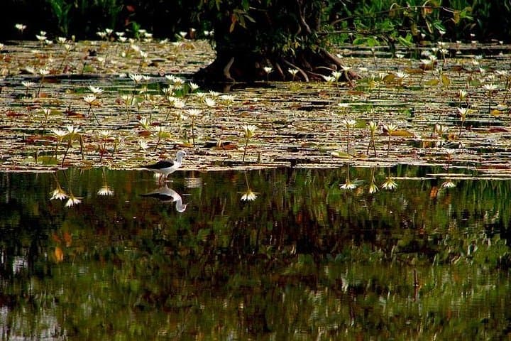Bird Watching in Colombo Wetlands — Guided Urban Bird Walks in Attidiya photo 4