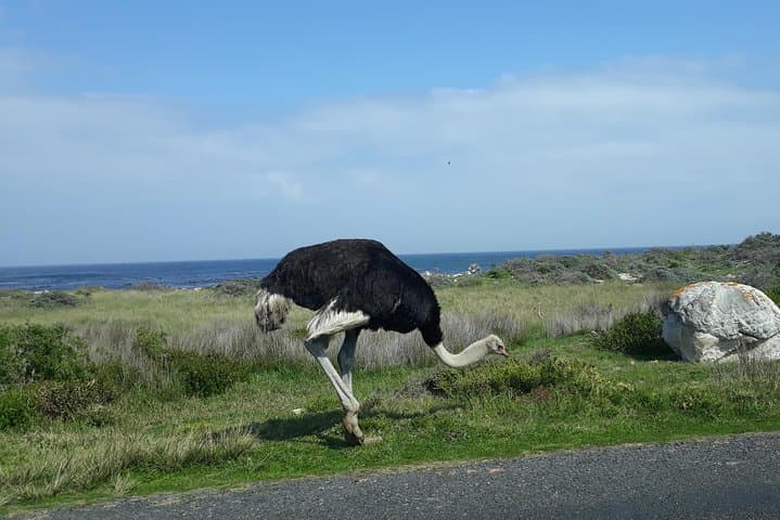 Cape Peninsula Private Full-Day Tour: Cape Point, Chapman's Peak & Penguins photo 4