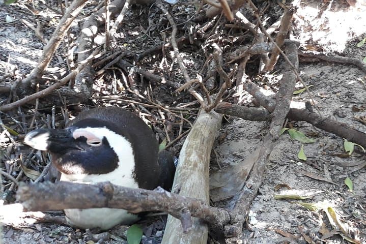 Cape Peninsula Private Full-Day Tour: Cape Point, Chapman's Peak & Penguins photo 5