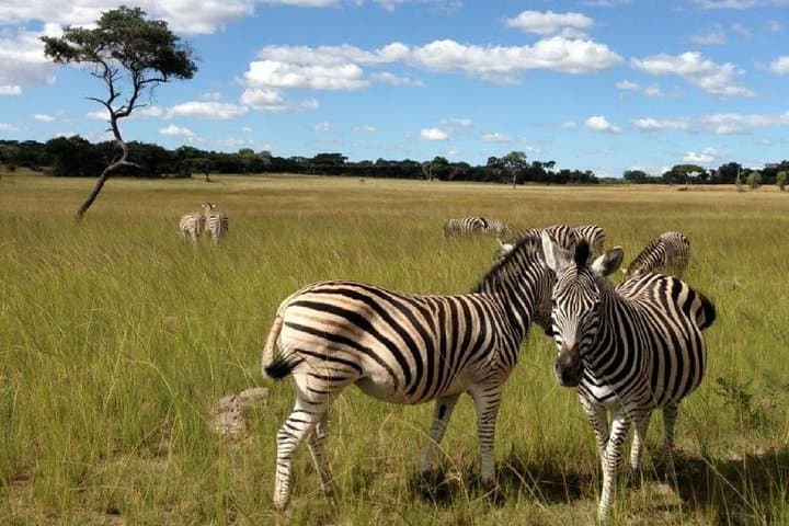 Stargazing with Wildlife near Harare: Night Sky Tour in The Wilderness photo 3