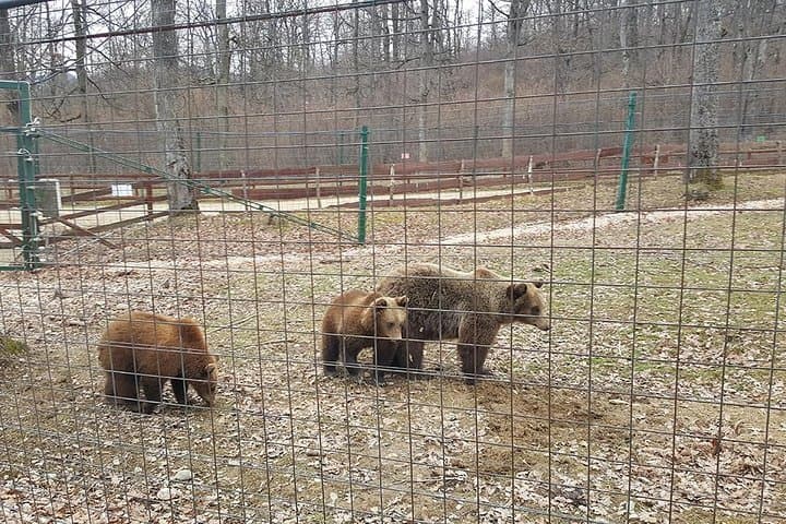 Libearty Bear Sanctuary Zarnesti: Small-Group Trip from Brasov photo 2