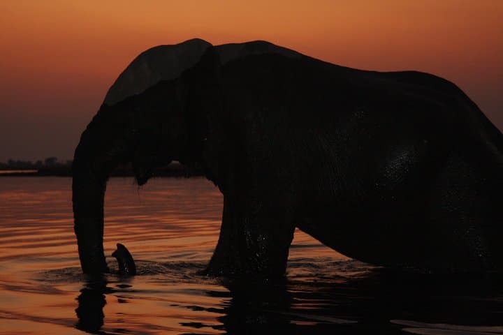Chobe 3-Hour Sunset Boat Cruise: Kasane Wildlife on the Chobe River photo 4