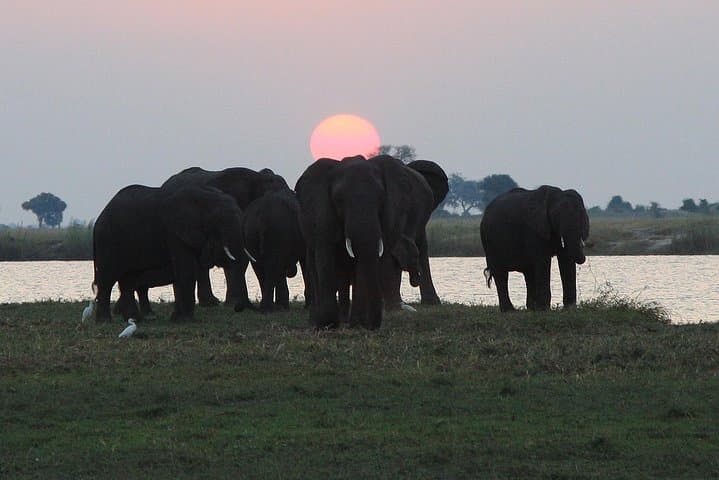 Chobe 3-Hour Sunset Boat Cruise: Kasane Wildlife on the Chobe River photo 5