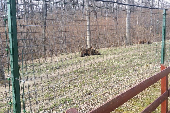 Libearty Bear Sanctuary Zarnesti: Small-Group Trip from Brasov photo 3