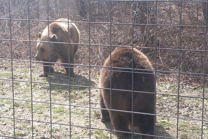 Libearty Bear Sanctuary Zarnesti: Small-Group Trip from Brasov photo 4