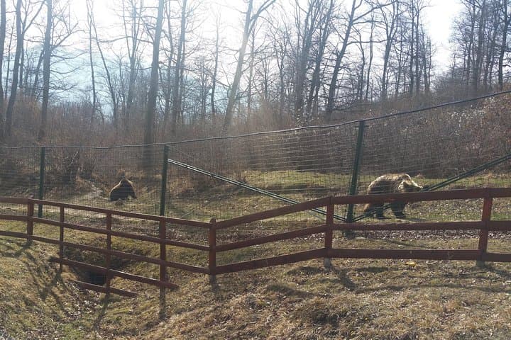 Libearty Bear Sanctuary Zarnesti: Small-Group Trip from Brasov