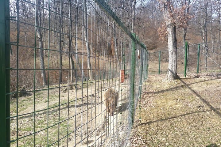 Libearty Bear Sanctuary Zarnesti: Small-Group Trip from Brasov photo 5