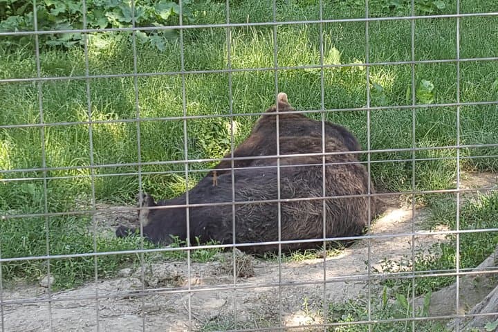 Libearty Bear Sanctuary Zarnesti: Small-Group Trip from Brasov photo 6
