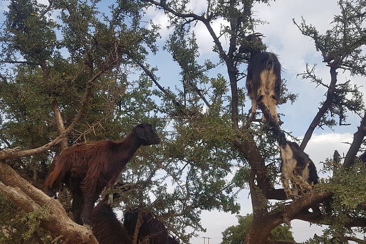 Two Days in the Zagora Sahara: Camel Trek & Overnight Desert Camp from Agadir photo 4